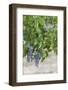 Australia, Victoria, Rutherglen, Vineyard Detail-Walter Bibikow-Framed Photographic Print