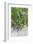 Australia, Victoria, Rutherglen, Vineyard Detail-Walter Bibikow-Framed Photographic Print