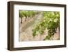 Australia, Victoria, Rutherglen, Vineyard Detail-Walter Bibikow-Framed Photographic Print