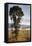 Australia, Victoria, Yarra Valley, Healesville, Field with Fog, Dawn-Walter Bibikow-Framed Stretched Canvas