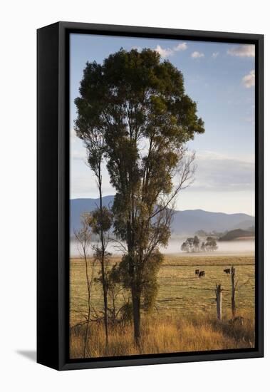 Australia, Victoria, Yarra Valley, Healesville, Field with Fog, Dawn-Walter Bibikow-Framed Stretched Canvas