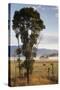 Australia, Victoria, Yarra Valley, Healesville, Field with Fog, Dawn-Walter Bibikow-Stretched Canvas