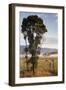 Australia, Victoria, Yarra Valley, Healesville, Field with Fog, Dawn-Walter Bibikow-Framed Photographic Print