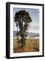 Australia, Victoria, Yarra Valley, Healesville, Field with Fog, Dawn-Walter Bibikow-Framed Photographic Print