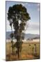 Australia, Victoria, Yarra Valley, Healesville, Field with Fog, Dawn-Walter Bibikow-Mounted Photographic Print