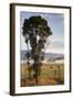 Australia, Victoria, Yarra Valley, Healesville, Field with Fog, Dawn-Walter Bibikow-Framed Photographic Print