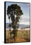 Australia, Victoria, Yarra Valley, Healesville, Field with Fog, Dawn-Walter Bibikow-Framed Stretched Canvas