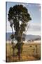 Australia, Victoria, Yarra Valley, Healesville, Field with Fog, Dawn-Walter Bibikow-Stretched Canvas