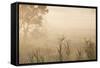 Australia, Victoria, Yarra Valley, Healesville, Field with Fog, Dawn-Walter Bibikow-Framed Stretched Canvas