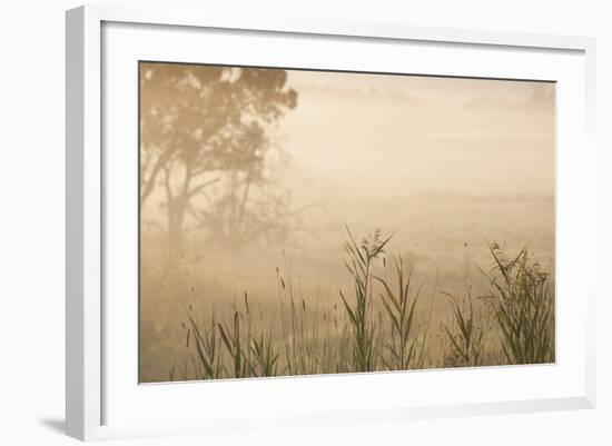 Australia, Victoria, Yarra Valley, Healesville, Field with Fog, Dawn-Walter Bibikow-Framed Photographic Print