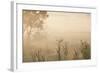 Australia, Victoria, Yarra Valley, Healesville, Field with Fog, Dawn-Walter Bibikow-Framed Photographic Print