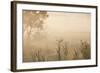 Australia, Victoria, Yarra Valley, Healesville, Field with Fog, Dawn-Walter Bibikow-Framed Photographic Print