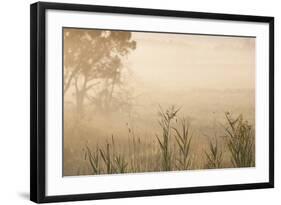 Australia, Victoria, Yarra Valley, Healesville, Field with Fog, Dawn-Walter Bibikow-Framed Photographic Print