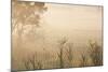 Australia, Victoria, Yarra Valley, Healesville, Field with Fog, Dawn-Walter Bibikow-Mounted Photographic Print