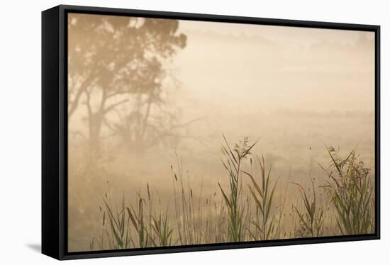 Australia, Victoria, Yarra Valley, Healesville, Field with Fog, Dawn-Walter Bibikow-Framed Stretched Canvas