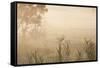 Australia, Victoria, Yarra Valley, Healesville, Field with Fog, Dawn-Walter Bibikow-Framed Stretched Canvas