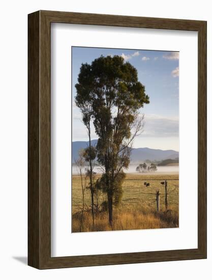 Australia, Victoria, Yarra Valley, Healesville, Field with Fog, Dawn-Walter Bibikow-Framed Photographic Print