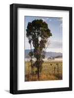 Australia, Victoria, Yarra Valley, Healesville, Field with Fog, Dawn-Walter Bibikow-Framed Photographic Print