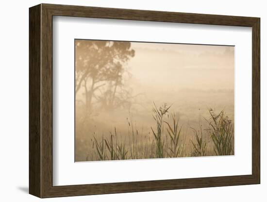 Australia, Victoria, Yarra Valley, Healesville, Field with Fog, Dawn-Walter Bibikow-Framed Photographic Print