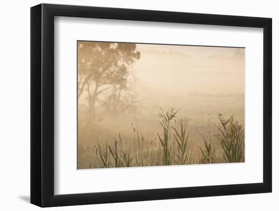 Australia, Victoria, Yarra Valley, Healesville, Field with Fog, Dawn-Walter Bibikow-Framed Photographic Print