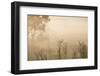 Australia, Victoria, Yarra Valley, Healesville, Field with Fog, Dawn-Walter Bibikow-Framed Photographic Print