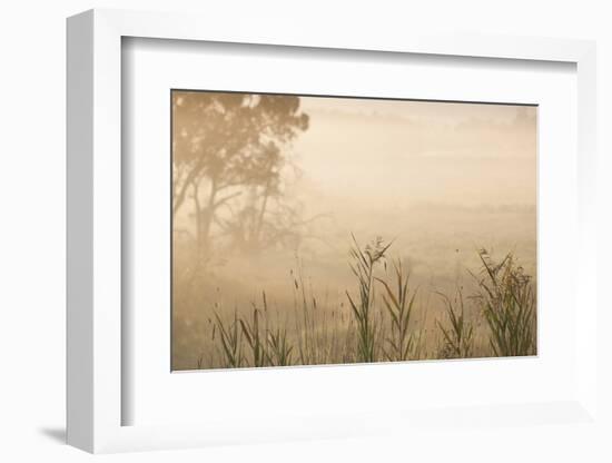 Australia, Victoria, Yarra Valley, Healesville, Field with Fog, Dawn-Walter Bibikow-Framed Photographic Print