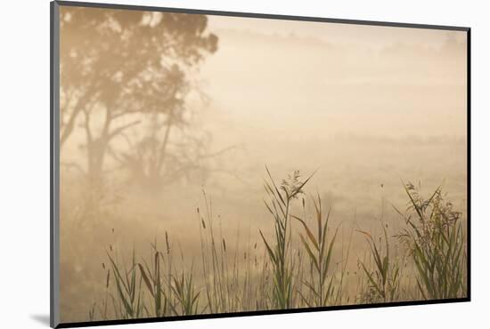 Australia, Victoria, Yarra Valley, Healesville, Field with Fog, Dawn-Walter Bibikow-Mounted Photographic Print