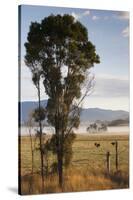 Australia, Victoria, Yarra Valley, Healesville, Field with Fog, Dawn-Walter Bibikow-Stretched Canvas