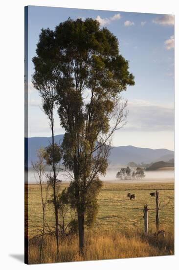 Australia, Victoria, Yarra Valley, Healesville, Field with Fog, Dawn-Walter Bibikow-Stretched Canvas