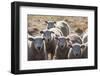 Australia, Victoria, Yarra Valley, Sheep Farm-Walter Bibikow-Framed Photographic Print