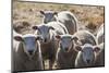 Australia, Victoria, Yarra Valley, Sheep Farm-Walter Bibikow-Mounted Photographic Print