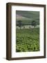 Australia, Victoria, Yarra Valley, Vineyard-Walter Bibikow-Framed Photographic Print