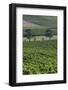 Australia, Victoria, Yarra Valley, Vineyard-Walter Bibikow-Framed Photographic Print