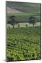 Australia, Victoria, Yarra Valley, Vineyard-Walter Bibikow-Mounted Photographic Print