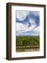 Australia, Victoria, Yarra Valley, Vineyard-Walter Bibikow-Framed Photographic Print