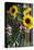 Australia, Victoria, Yarra Valley, Yering, Yarra Valley Dairy, Flowers-Walter Bibikow-Stretched Canvas