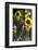 Australia, Victoria, Yarra Valley, Yering, Yarra Valley Dairy, Flowers-Walter Bibikow-Framed Photographic Print