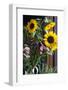 Australia, Victoria, Yarra Valley, Yering, Yarra Valley Dairy, Flowers-Walter Bibikow-Framed Photographic Print