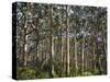 Australia, Western Australia, Leeuwin-Naturaliste National Park, Boranup-Andrew Watson-Stretched Canvas