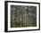 Australia, Western Australia, Leeuwin-Naturaliste National Park, Boranup-Andrew Watson-Framed Premium Photographic Print