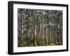 Australia, Western Australia, Leeuwin-Naturaliste National Park, Boranup-Andrew Watson-Framed Premium Photographic Print