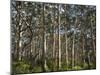 Australia, Western Australia, Leeuwin-Naturaliste National Park, Boranup-Andrew Watson-Mounted Premium Photographic Print