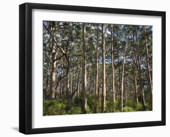 Australia, Western Australia, Leeuwin-Naturaliste National Park, Boranup-Andrew Watson-Framed Photographic Print