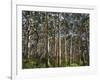 Australia, Western Australia, Leeuwin-Naturaliste National Park, Boranup-Andrew Watson-Framed Photographic Print