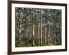 Australia, Western Australia, Leeuwin-Naturaliste National Park, Boranup-Andrew Watson-Framed Photographic Print