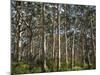 Australia, Western Australia, Leeuwin-Naturaliste National Park, Boranup-Andrew Watson-Mounted Photographic Print