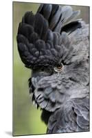 Australia. Wildlife Habitat Zoo. Detail of Red Tailed Black Cockatoo-Cindy Miller Hopkins-Mounted Photographic Print