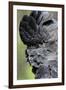 Australia. Wildlife Habitat Zoo. Detail of Red Tailed Black Cockatoo-Cindy Miller Hopkins-Framed Photographic Print