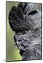 Australia. Wildlife Habitat Zoo. Detail of Red Tailed Black Cockatoo-Cindy Miller Hopkins-Mounted Photographic Print