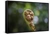 Australia, World Heritage Blue Mountains National Park, Tree Fern Fiddlehead-Rona Schwarz-Framed Stretched Canvas